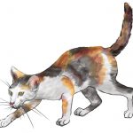 猫の平均寿命は？人間だと何歳？