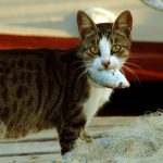 猫に療法食を食べてもらう９つのヒント