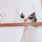 〜猫と障子　破って破られて〜