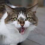 突然カプリ~愛撫誘発性攻撃行動~撫ですぎ猫反撃行動~