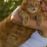 猫の理想体重の求め方　うちのこはでぶ猫？？