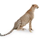 本気で痩せたい猫ちゃん必見！猫のダイエットを成功させる５Step