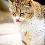 知ることで防げる事故　α-リポ酸と猫