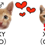 オスの三毛猫だけじゃない、確率の低い猫の毛色