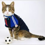 猫の利き手〜pawedness~