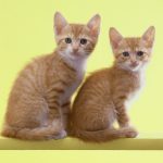 世界初のクローン猫のCC　〜エピジェネティクス〜