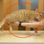 動物病院に行くと怒ってしまう猫 〜ストレスのかからない診察のためにできること〜