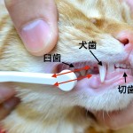 猫の歯磨き　〜歯ブラシのやり方と代替法〜