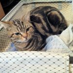 猫と犬の性格　〜人間に対する考え方の違い〜