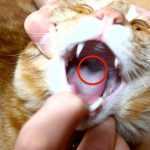 猫の薬の飲ませ方 〜投薬のコツ〜