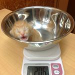 ♀ 子猫のオスとメスの見分け方 ♂