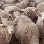 布を食べる猫　〜ウールサッキング〜