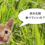 〜猫と炭水化物〜　グレインフリーフードとは何か