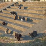 〜猫の集会〜　その開催理由と参加資格