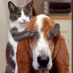 イヌはネコ目（モク）！イヌはネコの仲間なのか