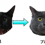 ダイリュート遺伝子〜パステルカラーの猫〜