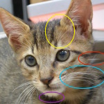 猫のヒゲ　〜洞毛の実力とその謎〜