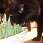 猫草とはなにか　〜猫草食べないけど大丈夫？〜