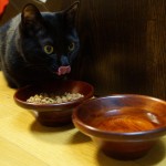 猫の飲水量を増やす　7つのコツ