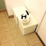 猫の慢性腎臓病（慢性腎不全）のアウトライン