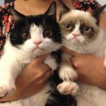 不機嫌顔な猫グランピー〜海外の猫画像掲示板〜