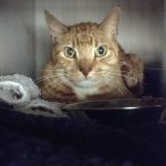 猫の糖尿病のアウトライン