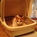 猫の尿路結石のアウトライン