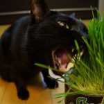 猫にも安全な観葉植物について
