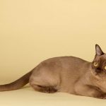 オーストラリアで最も人気な猫種バーミーズ