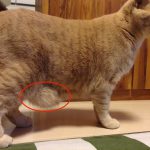 猫のお腹に余ってる皮の名前と、たるんでいる理由