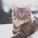 猫の特発性膀胱炎のアウトライン