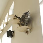 猫のストレスを減らす環境づくり 〜環境エンリッチメント〜