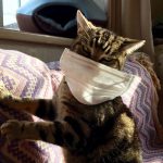 猫に人のインフルエンザはうつりますか？