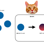 猫伝染性腹膜炎（FIP）のアウトライン
