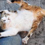 猫好きを分類すると４タイプに分かれる