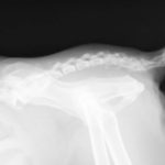 猫のしっぽについてイロイロ