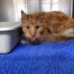 猫の甲状腺機能亢進症のアウトライン