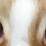 猫にまつ毛は「ない」