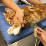 猫の肥大型心筋症のアウトライン