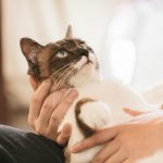 猫が痩せた時に考えること 〜体重減少〜