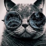 猫エリスロポイエチンの治験