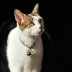 猫の乳酸菌サプリメントのいろいろ