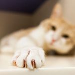 獣医師が教える猫の爪切り必勝法