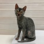 ウルフキャットと呼ばれる猫 ライコイ Lykoi