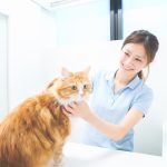 猫のトリミング・シャンプー