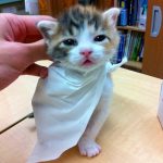 早期の離乳は猫の性格に影響するか