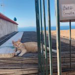 国際猫医学会参加　ISFM 2018 ソレント