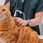 猫の飼い主さんにアンケート「自宅で皮下点滴できてますか?」