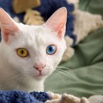 猫のオッドアイについて~聴覚、発生率など~