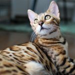 ヒョウ柄の猫ベンガル　誕生の歴史と特徴